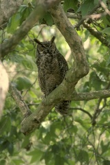 042051B.jpg (21001 bytes)