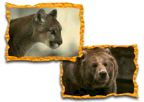 iconbearcougar.gif (27720 bytes)